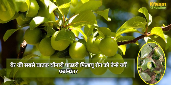 बेर की सबसे घातक बीमारी पाउडरी मिल्डयू रोग को कैसे करें प्रबन्धित?